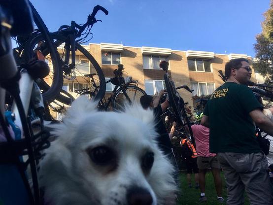Chihuahua dog anxious about people lifting bikes all around in a Bike Lift