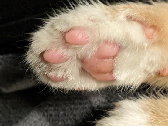Obligatory tow beans from a kitten. So cute!