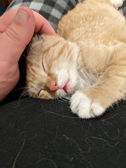 A momentary can nap, didn't last long before the claws came back out.