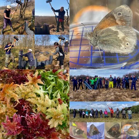 Photo montage of volunteers helping with peatland restoration and wildlife recording events for the ‘Raising the Bogs’ project in North Ayrshire