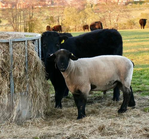 Metal animal feeder with small black cow and cream coloured sheep with black face and droopy ears both looking at the camera rather belligerently