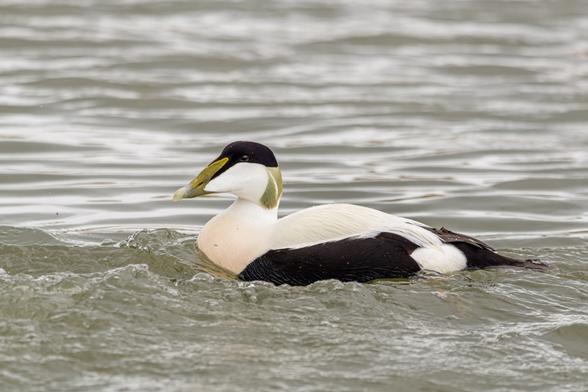 A side view of a common eider duck bobbing in the sea.

A large, heavyset sea duck with a distinctive long, sloping frontal lobe of the bill that extends almost to the crown.