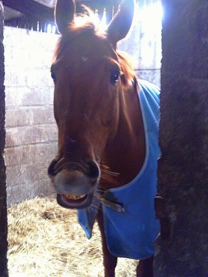 A chestnut horse, standing in a stable, wearing a pale blue rug, curling his top lip like he's laughing (the rug is covered in pee and poo stains, and was brand new).  This is my horse.
