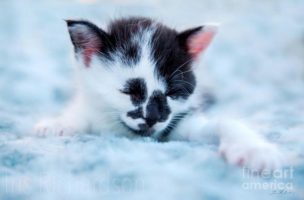 Young black and white kitten stretched out on a plush baby blue blanket with its eyes closed ready to go to sleep. Link to Photograph: https://iris-richardson.pixels.com/featured/11-spotted-black-and-white-kitten-iris-richardson.html  #mastoart #Art #Artist #IrisRichardsonArtist #ArtCollector #BuyIntoArt #ShopEarly #FreeShipping #GiftIdeas #Christmas2022 #Christmas #caturday #cats #catlovers #CatsOfMasto #CatsOfMastodon #catart #IrisRichardsonArtist