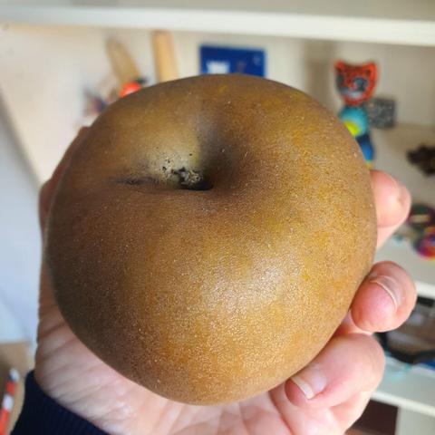 Very round apple with brownish-green skin, held in the left hand of the photographer.