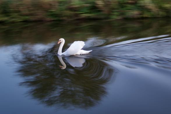 Swan on Bridgewater Canal, Cheshire