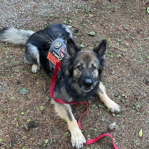 Long-haired German Shepherd in down position