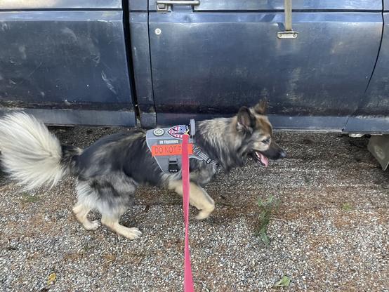 German Shepherd walking by old blue truck
