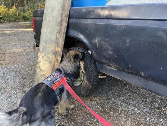 German Shepherd sniffing in truck wheel well