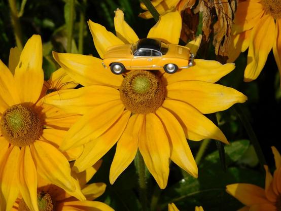 Ein Wiking-Modell eines VW Karmann Ghia, gelb mit schwarzem Dach, steht auf einer gelben Blüte.