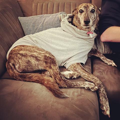 A sighthound in a sweater.