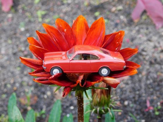 Ein Wiking-Modell eines Opel Commodore der 70er-Jahre in braunrot steht auf einer ähnlich gefärbten Blüte. Im Hintergrund Erde.