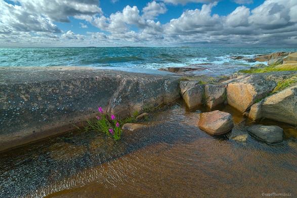 Merimaisema, edessä kalliolammikko jossa kasvaa rantakukka. Takana myrskyisä meri.