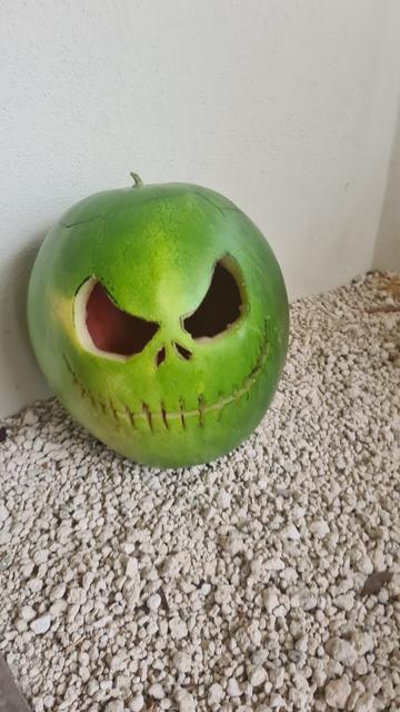 Scary looking Halloween Jack o lantern face carved into a watermelon, resting on a garden bed of white pebbles.
