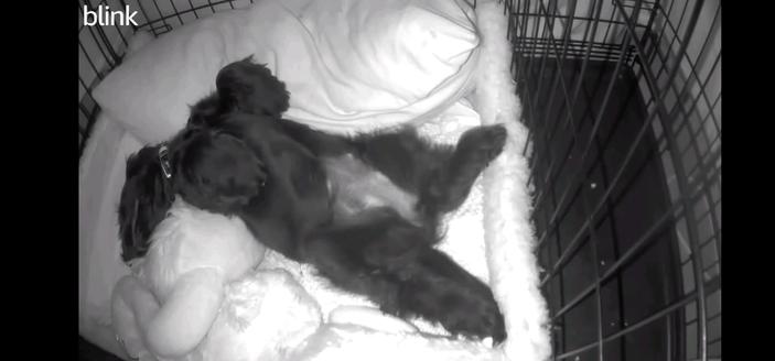 Black and white photo if the inside of a dog crate. Blankets and toys all appear white. In the middle there is a fluffy black puppy fast asleep on her back with her tummy showing. Her head is flopped off to one side.