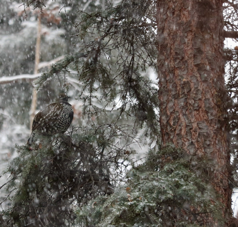 Spruce grouse in a black spruce tree.