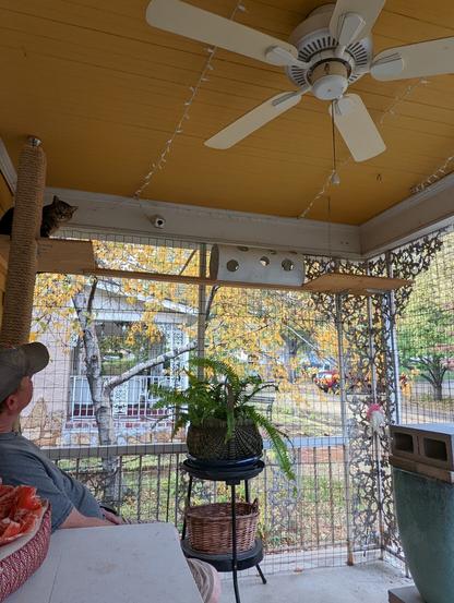Giant porch cat climber