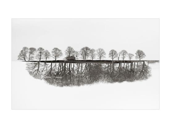 A row of trees with what looks like a reflection below in black and white. White sky and foreground