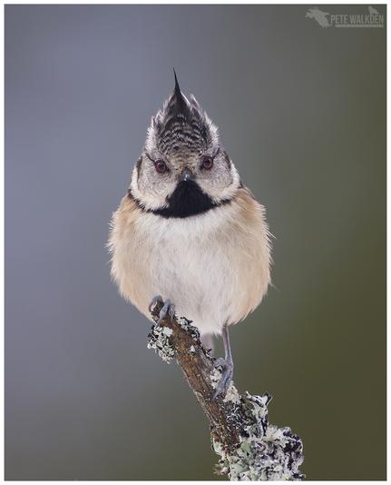 A crested tit, the punk rocker of the Caledonian forests, looking right down my lens, a few winters ago. Seen in the Scottish Highlands.