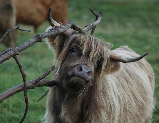 Highland Cattle scratching its head with a tree branch.