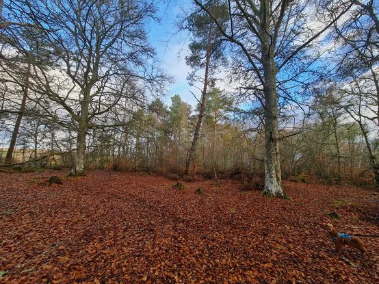 In this opening in a native woodland there is a carpet of brown leaves with leafless trees in the background.  There are pines in the centre of the photo.