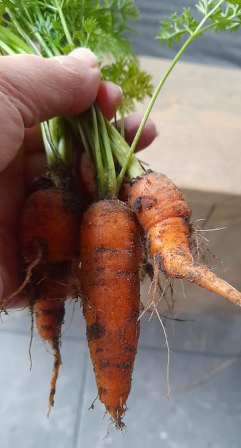 Our carrot harvest this year. Four tiny carrots. Not what I had in mind lol.