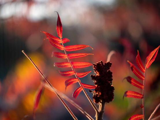 Leaves colored by autumn in red in evening glow with blurred colorful background in yellow and green.