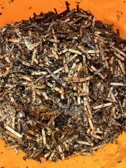 Closeup of mixed mulch for vermicompost—damp shredded cardboard and coffee grounds most recognizable.