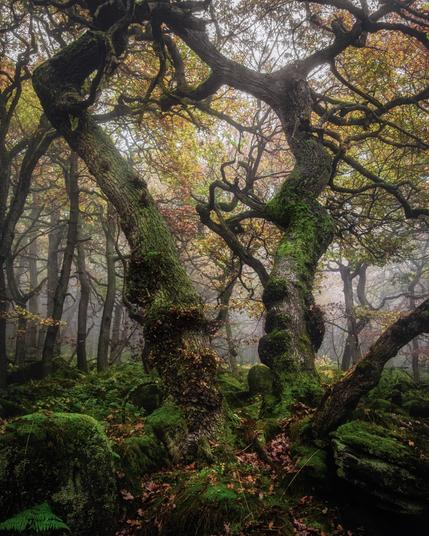 Two gnarly oak trees dancing with each other in a temperate rainforest.