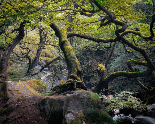 Beautiful dancing oak trees backlit by the setting sun above a fast-flowing mountain stream.
