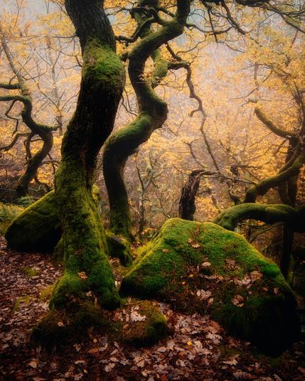 Dancing oak trees in a foggy temperate rainforest in full autumn colour
