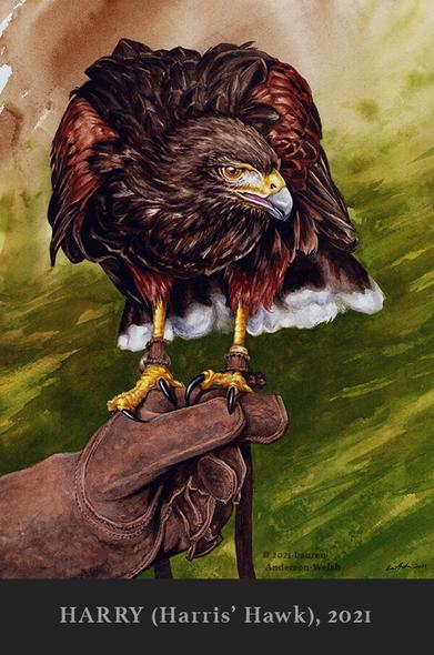 Watercolor painting of a Harris' hawk named Harry, a bird used for falconry, standing on a brown leather glove with jesses hanging down.  The background is an olive green fading to an earth-tone orange-brown.  Painted in 2021