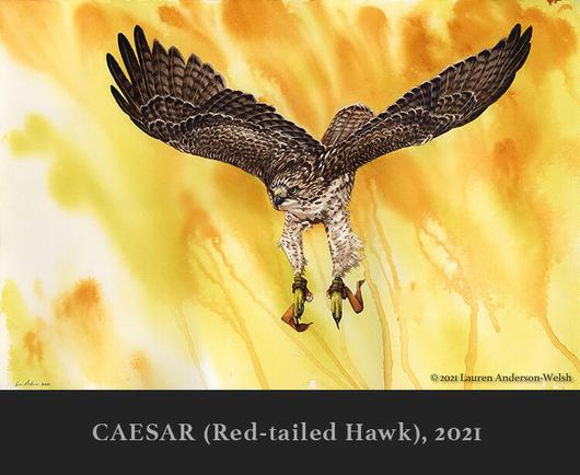 A watercolor painting of a red-tailed hawk in first-year plumage, flying forwards with wings outspread and feet down, coming in for the landing.  This is a bird used for falconry and has equipment (anklets, bell and jesses) on his legs.  There is an abstract background of soft yellow and dripping yellow-gold paint.  Painted in 2021