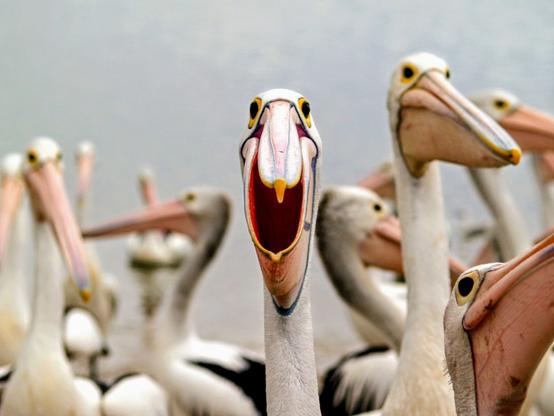 A pod of pelicans waiting to be fed. The closest pelican is looking straight in to the camera, and due to the perspective, it appears as though the pelican is smiling