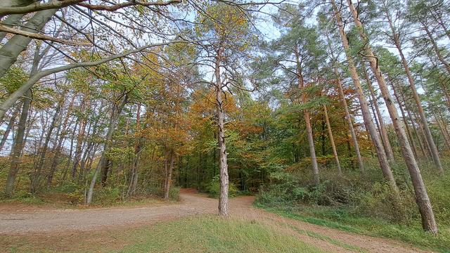Ein herbstlich bunter Mischwald.
Von Links und rechts kommen Waldwege ins Bild, die sich in der Mitte des Bild hinter einem einzelnen Baum kreuzen und dann im Wald verschwinden.