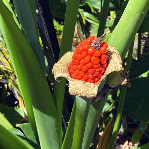 Red seeds in a pod of a recently flowered giant alocasia