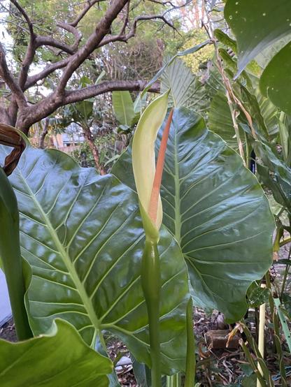 A large cream alocasia Brisbanensis flower in front of two green tropical leaves