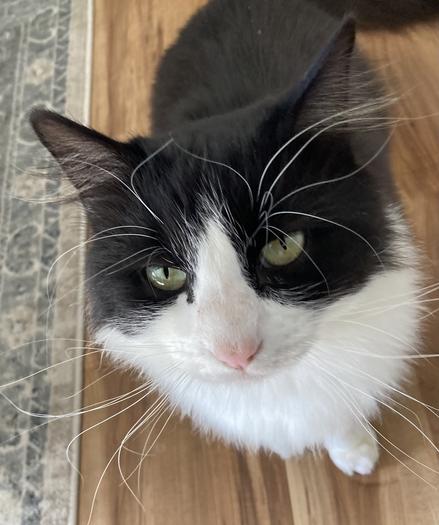 Face of tuxedo cat