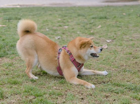 Perro shiba inu en posición de reverencia de juego.