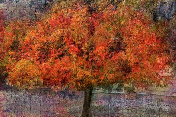 Fall trees make lovely art.