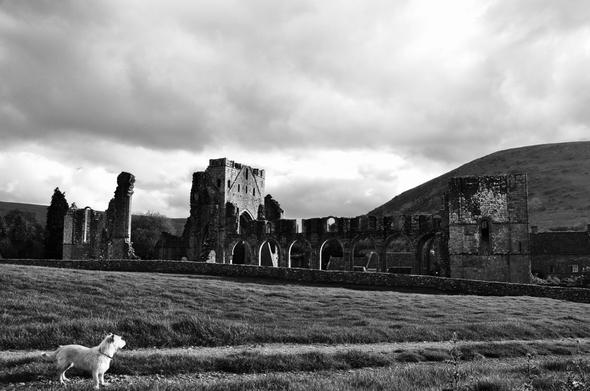 Black & white image of ruined priory against a background of bruised skies and hills with terrier in foreground