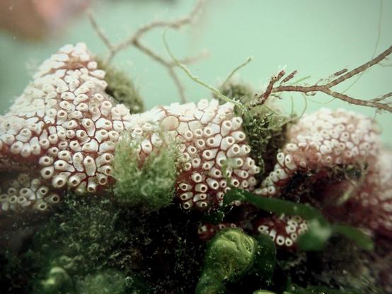 Pink and white sea squirt underwater surrounded by green seaweed