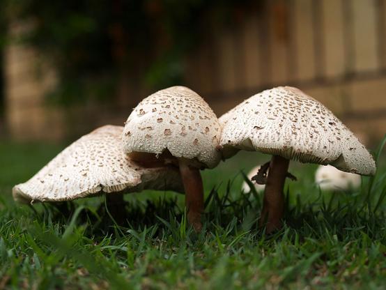 3 brown mushrooms growing amongst some short grass on a footpath verge. What appears to be a fence is out of focus in the background. The mushrooms appear to be False Parasols
