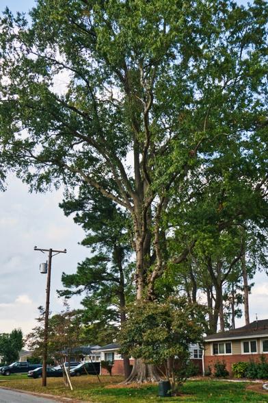 The Great Dismal Oak at the Dismal Manor front garden.