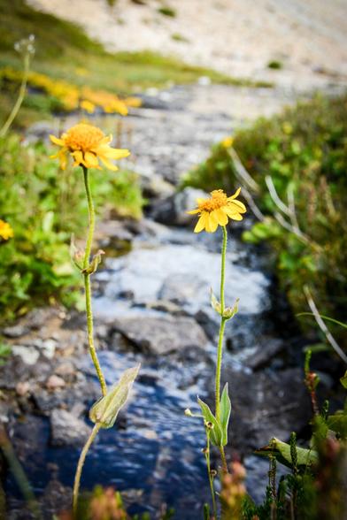 Yellow wildflowers in the subalpine