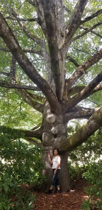 Giant tree on Royal Roads University campus grounds.