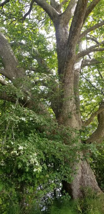 Giant tree on Royal Roads University campus grounds.