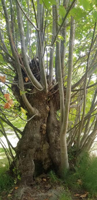 Giant tree with many new branch growth, on Royal Roads University campus grounds.