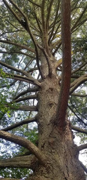 Giant tree on Royal Roads University campus grounds.