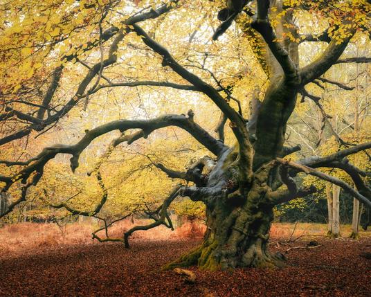A large beech pollard in full autumn colour